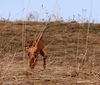 Cirneco dell´ Etna Hund