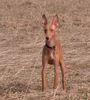 Cirneco dell´ Etna Hund