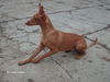 Cirneco dell´ Etna Foto: CIRNECO DELL\\\'ETNA BAIA DELLE SIRENE (ID 45214) Cirneco dell´ Etna Hund