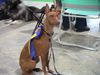 Cirneco dell´ Etna Foto: Ausstellung\'04 St. Gallen CH (ID 15690) Cirneco dell´ Etna Hund