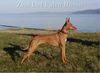 Cirneco dell´ Etna Foto: Zisa del Falco Rosso (ID 11088) Cirneco dell´ Etna Hund