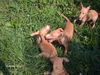 Cirneco dell´ Etna Foto: CIRNECO DELL\'ETNA BAIA DELLE SIRENE (ID 45213) Cirneco dell´ Etna Hund