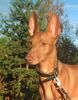 Cirneco dell´ Etna Foto: Cirneco dell'Etna Bambi (ID 22466) Cirneco dell´ Etna Hund