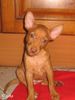 Cirneco dell´ Etna Foto: Cirneco dell\'Etna Bambi (ID 22467) Cirneco dell´ Etna Hund