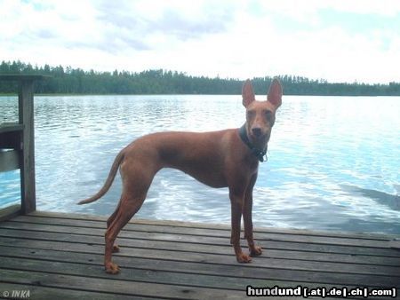 Cirneco dell´ Etna Hunde Foto 26080 in höherer Auflösung ansehen Cirneco dell´ Etna Iosono Aida di Verdi