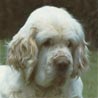 Clumber-Spaniel