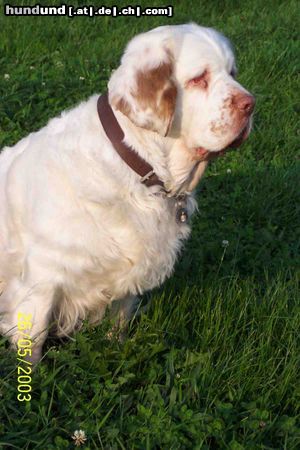 Clumber-Spaniel maine liebe clumber