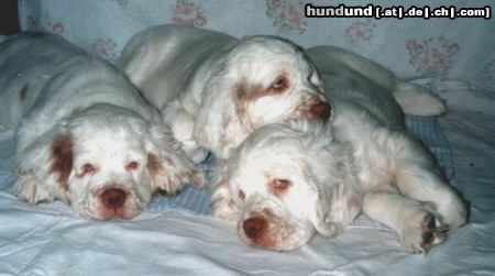 Clumber-Spaniel maine liebe clumber