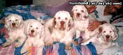 Clumber-Spaniel maine liebe clumber