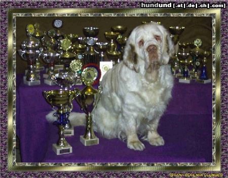 Clumber-Spaniel top Clumber cz