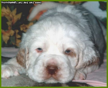 Clumber-Spaniel maine liebe clumber