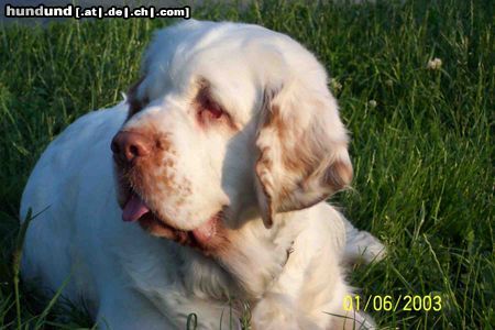 Clumber-Spaniel maine liebe clumber