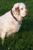 Clumber-Spaniel Hund