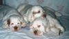 Clumber-Spaniel Hund