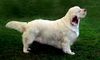 Clumber-Spaniel Hund