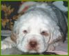 Clumber-Spaniel Hund