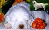 Clumber-Spaniel Hund