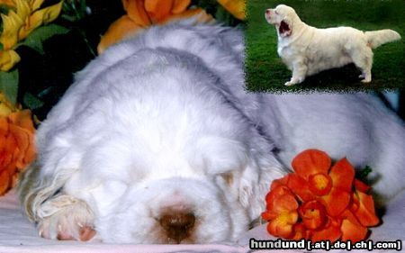 Clumber-Spaniel Briana Bohemia clumber