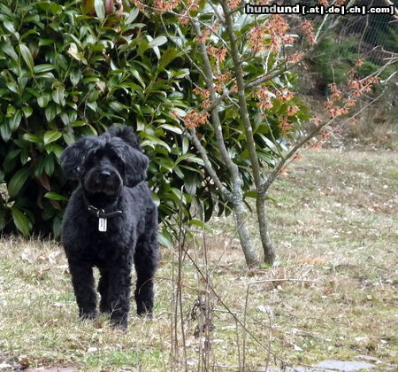 Cockerpoo Das ist mein 