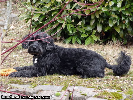 Cockerpoo nochmal Sarotti - ist er nicht schön? Ich bin jetzt froh zu wissen, dass ich - hoffentlich erst in vielen Jahren - so einen tollen Hund nochmal finden kann. Wunderbare 