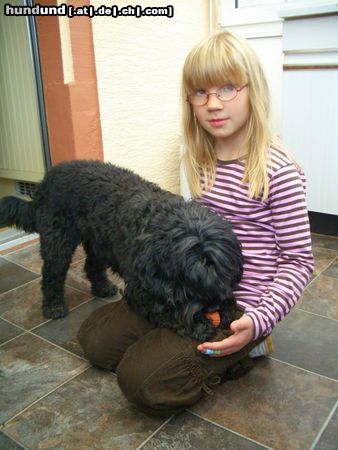 Cockerpoo Hunde Foto 44609 Cockerpoo Sarotti, der Zufalls-Cockapoo. Spielen, Wasser und Kinder liebt er über alles. Und er begleitet mich täglich zu meiner Arbeit in einem Wohnheim für Menschen mit Behinderung!