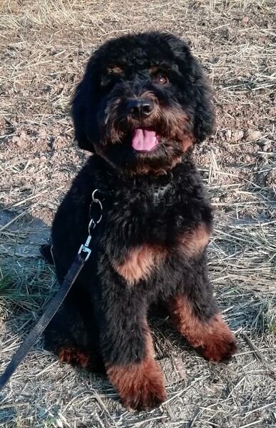 Cockerpoo Cockapoo F1b Kleinmöbel Mama und Cockapoo Papa A-Linie gezogen