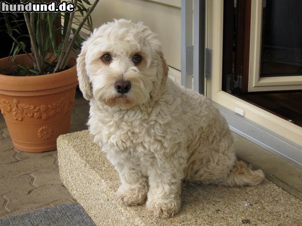 Cockerpoo Unsere Gipsy kommt ursprünglich aus Zypern und hat sich hier in der Schweiz gut eingelebt. Sie versteht zwischenzeitlich sogar bereits Schweizerdeutsch!