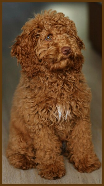 Cockerpoo Cockapoo F1b Kleinmöbel Mama und Cockapoo Papa A-Linie gezogen