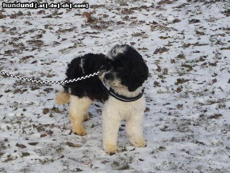 Cockerpoo Hunde Foto 46808 in höherer Auflösung ansehen Cockerpoo Unser Willi
