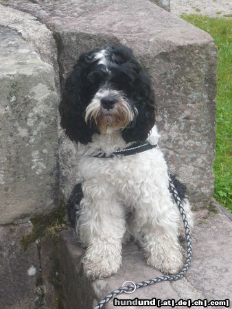 Cockerpoo Hunde Foto 46797 in höherer Auflösung ansehen Cockerpoo Das ist unser