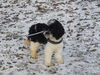 Cockerpoo Foto: Unser Willi (ID 46808) Cockerpoo Hund