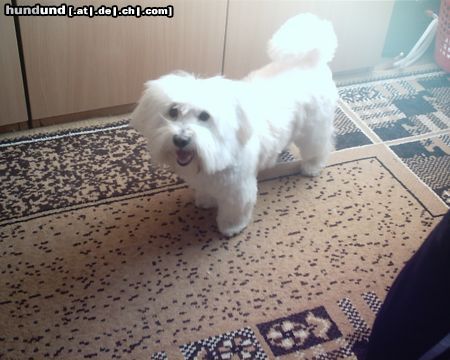 Coton de Tuléar Hunde Foto 17558 in höherer Auflösung ansehen Coton de Tuléar Mishu