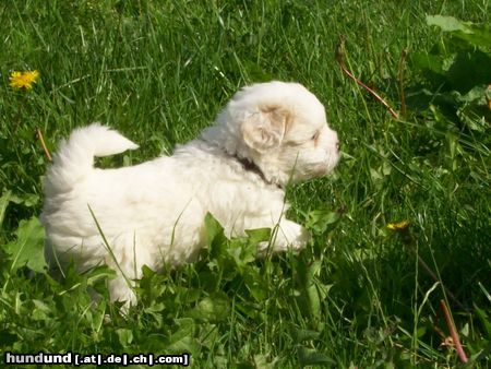 Coton de Tuléar Mit 6 Wochen