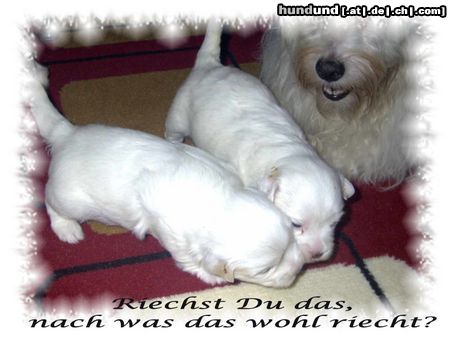 Coton de Tuléar Hunde Foto 20727 Coton de Tuléar Herzlich Willkommen auf dieser bunten schönen Welt