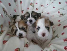 Coton de Tuléar Hunde Foto 28975 in höherer Auflösung ansehen Coton de Tuléar Welpen drei Wochen alt