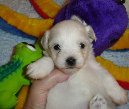 Coton de Tuléar Hunde Foto 36619 Coton de Tuléar Cotonbaby 4 Wochen alt