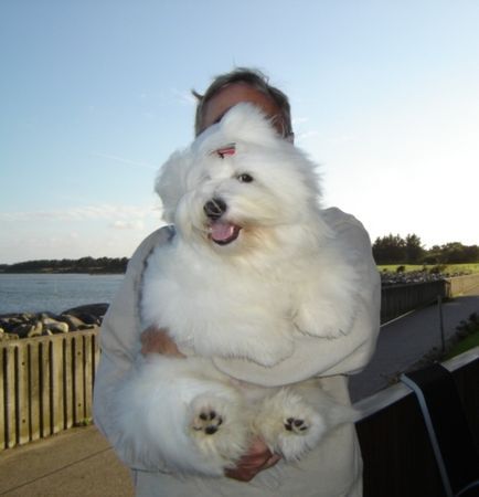 Coton de Tuléar Hunde Foto 36621 Coton de Tuléar Focus, ein richtiger Spitzbube, immer lachend
