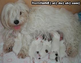 Coton de Tuléar Hunde Foto 10431 Coton de Tuléar Welpen vom 30.03.2004