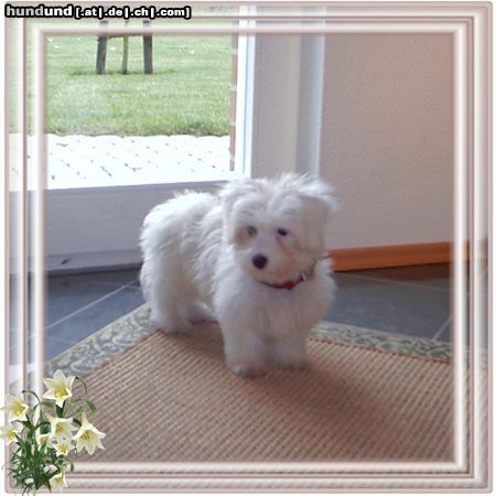 Coton de Tuléar Hunde Foto 7633 Coton de Tuléar Unsere Prinzessin Biene mit 4 monaten