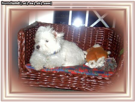 Coton de Tuléar Hunde Foto 7634 Coton de Tuléar Unsere Prinzessin Biene mit 4 monaten