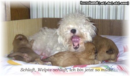 Coton de Tuléar Hunde Foto 7632 Coton de Tuléar Unsere Prinzessin Biene mit ihren Welpen