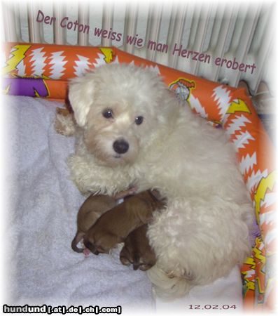Coton de Tuléar Hunde Foto 9015 Coton de Tuléar Der Coton ist sehr fürsorglich