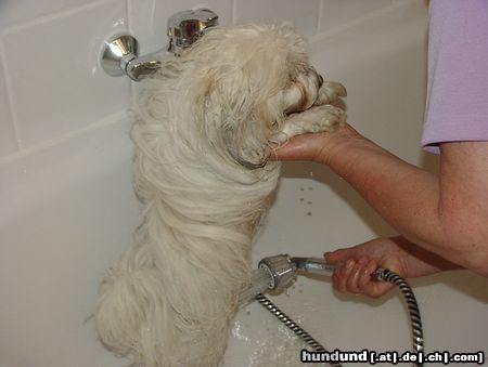 Coton de Tuléar Hunde Foto 7827 Coton de Tuléar KYRA nach einem langen Spaziergang