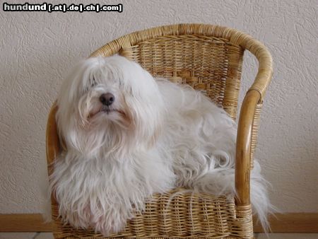 Coton de Tuléar Hunde Foto 7034 Coton de Tuléar Buddy van Brista's Hofke