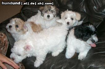 Coton de Tuléar Hunde Foto 9755 Coton de Tuléar