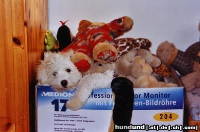 Coton de Tuléar Hunde Foto 9754 Coton de Tuléar Welpe auf Spielzeugsuche