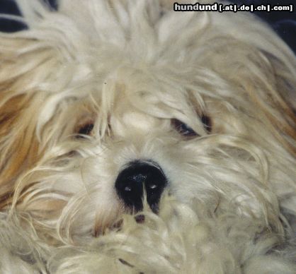 Coton de Tuléar Hunde Foto 9199 Coton de Tuléar Portrait von Cathy