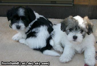 Coton de Tuléar Hunde Foto 8660 Coton de Tuléar Cleo und Chanell