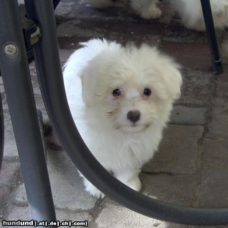 Coton de Tuléar Hunde Foto 7704 Coton de Tuléar Mein bester Freund