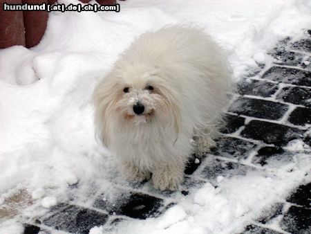 Coton de Tuléar Unsere Kyra im Schnee